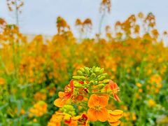 -中国天府农业博览园