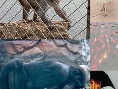 -鄂尔多斯野生动物园