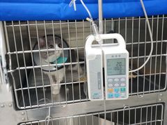 -艾贝尔宠物医院·24H转诊中心·肿瘤猫专科(江宁双龙店)