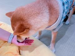 -逗柴咖啡屋·狗咖猫咖宠物桌游