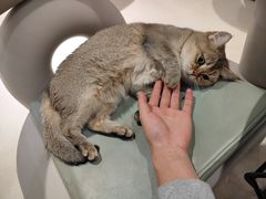 -藏猫猫咖啡主题馆(中央大道店)