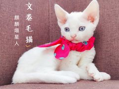 -十年猫舍·猫咪专门店(普陀店)
