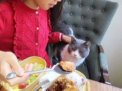 -猫小院猫主题餐厅(南锣旗舰店)