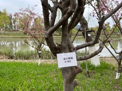 -九科绿洲