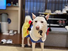 -逗柴咖啡屋·狗咖猫咖宠物桌游