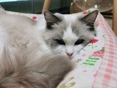 -momokira米努特·德文卷毛猫·棉花面纱犬