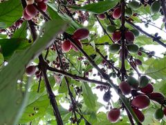 -侯臣咖啡文化村