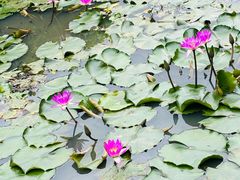 -深圳仙湖植物园
