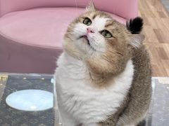 -青奢宠物·青奢猫舍