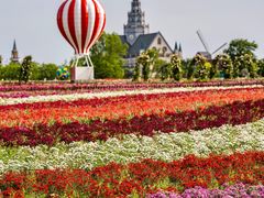 -荷兰花海