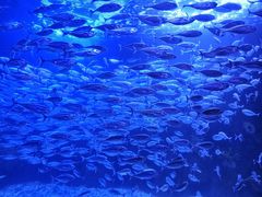 -太平洋海底世界