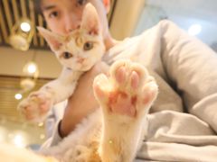 -momokira米努特·德文卷毛猫·棉花面纱犬