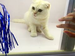 -喵的天空名猫咖啡馆·撸猫·猫舍·用品