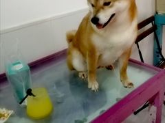 -柴源莊·柴小宠柴犬咖啡