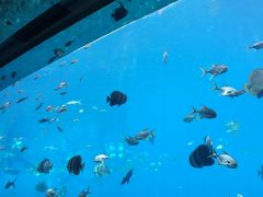 -瑞德姆美人鱼海底演艺主题餐厅(亚龙湾店)