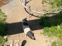 -北京鹿世界主题园