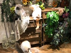 -共舞时光猫咖·狗咖(新街口店)