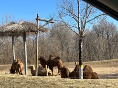 -北京野生动物园