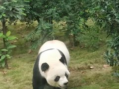-成都动物园