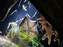 -悉尼海洋生物水族馆