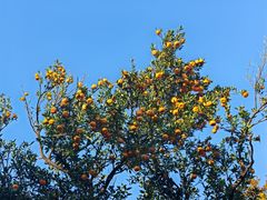 -上海市保健医疗中心