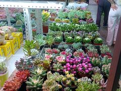 -花鸟鱼虫鲜花绿植市场(玉泉路店)