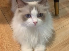 -遇见羊驼·奶狗咖·布偶猫咖·法斗柯基柴犬阿拉斯加(春熙路太古里IFS店)