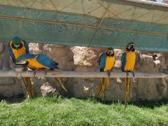 -西霞口神雕山野生动物世界