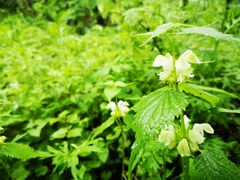 -青峰峡国家森林公园