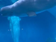 -海合安武汉极地海洋公园