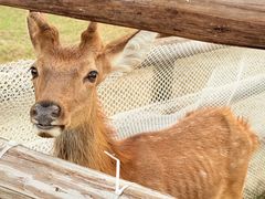 -杭州湾海上花田景区