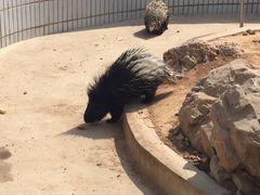 -石家庄市动物园