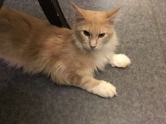 -猫色咖啡·猫咖