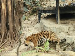 -广州长隆野生动物世界