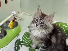 -青奢宠物·青奢猫舍