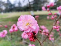 -花溪公园