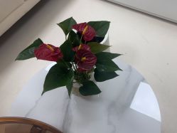 -薇兰专业脱毛连锁机构