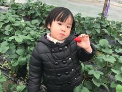 -青浦采草莓天天草莓园