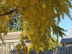 -自如ZSPACE四合院艺术餐厅