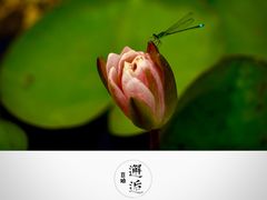 -上海辰山植物园