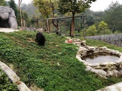 -都江堰中华大熊猫苑