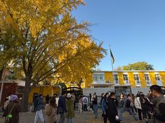 -三里屯东五街银杏大道
