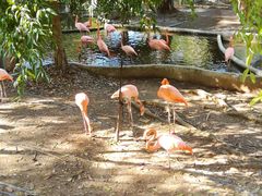 -清迈夜间动物园