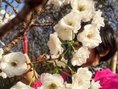 -天适樱花悠乐园