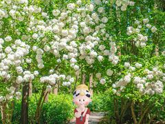 -上海共青森林公园