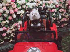 -百好乐宠物友好餐厅(朝外大街店)