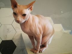 -猫爷宠物生活馆·撸猫馆
