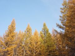 -塞罕坝国家级自然保护区