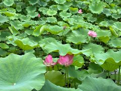 -莲花池公园