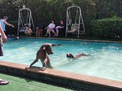 -汪说喵讲宠物乐园宠物酒店(红星美凯龙店)